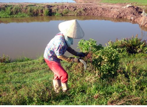 Nhiều vị thuốc quý bị khai thác cạn kiệt, bị tận diệt, không được bảo vệ đúng mức